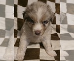 Small #4 Australian Shepherd