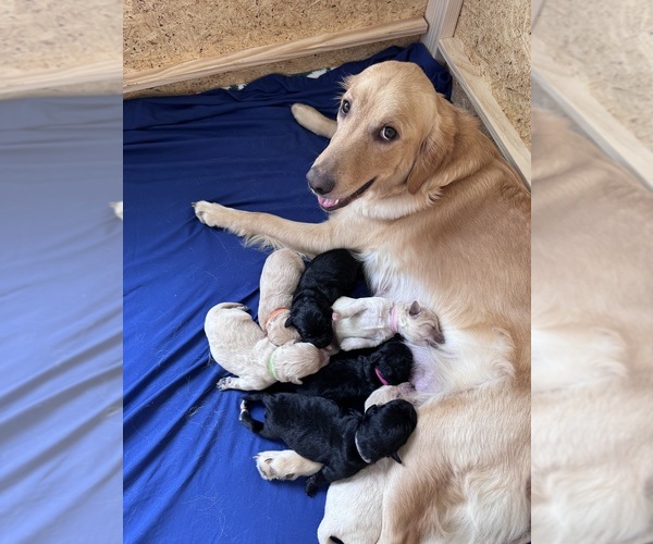 Medium Photo #34 Goldendoodle Puppy For Sale in MATTHEWS, NC, USA