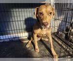 Small Labrador Retriever Mix