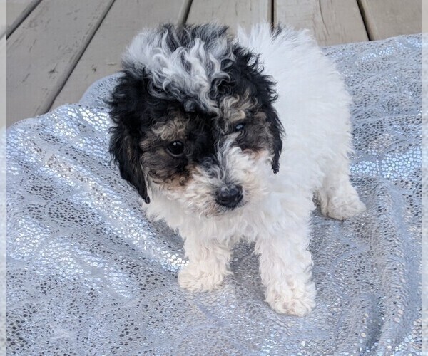 Medium Photo #10 Poodle (Miniature) Puppy For Sale in DUNNVILLE, KY, USA