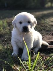 Golden Retriever Puppy for sale in SPRING GREEN, WI, USA
