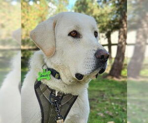 Great Pyrenees-Unknown Mix Dogs for adoption in Hamilton, MT, USA