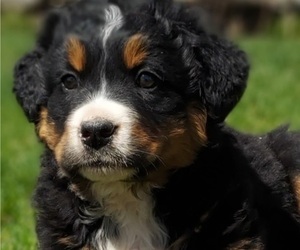 Bernese Mountain Dog-Saint Bernard Mix Puppy for sale in FRYTOWN, IA, USA