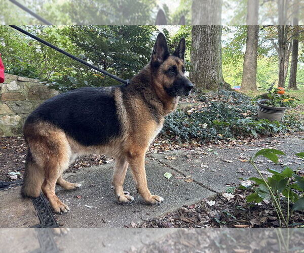 Medium Photo #1 German Shepherd Dog Puppy For Sale in Mt. Airy, MD, USA