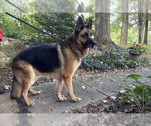 German Shepherd Dog Dogs for adoption in Mt. Airy, MD, USA