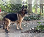 Small German Shepherd Dog