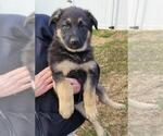Small Photo #3 German Shepherd Dog Puppy For Sale in HIDDENITE, NC, USA