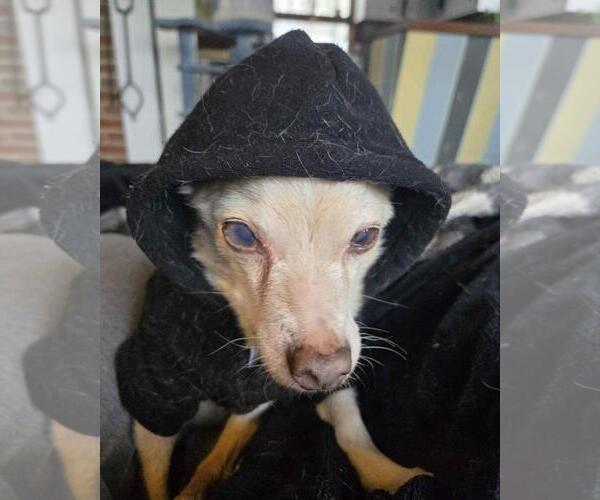 Medium Photo #3 Chihuahua-Unknown Mix Puppy For Sale in Front Royal, VA, USA