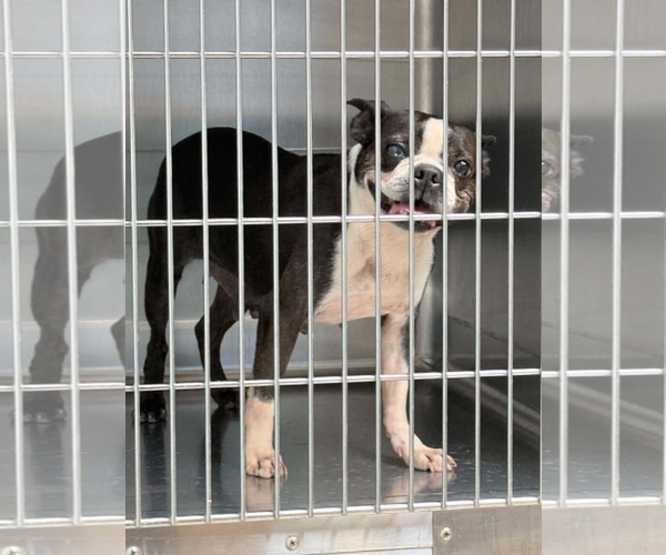 Medium Photo #2 Boston Terrier Puppy For Sale in Dumont, NJ, USA