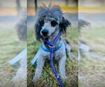 Small #1 Poodle (Toy)