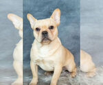 Small Photo #11 French Bulldog Puppy For Sale in WARSAW, IN, USA