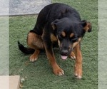 Small #3 Mutt