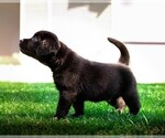 Small #6 Labrador Retriever