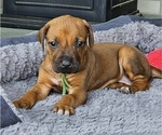 Small #2 Rhodesian Ridgeback
