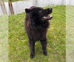 Small #2 Chow Chow Mix