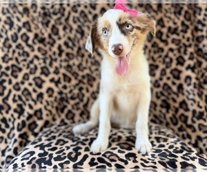 Australian Shepherd Puppy for sale in LAKELAND, FL, USA