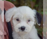 Small #5 Mutt