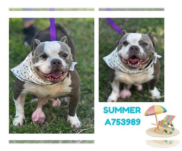 Medium Photo #2 Bulldog-Unknown Mix Puppy For Sale in San Antonio, TX, USA