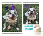 Small #1 Bulldog Mix