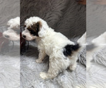 Puppy Judd Poodle (Miniature)