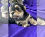 Small Photo #6 Yorkshire Terrier Puppy For Sale in P C BEACH, FL, USA