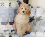 Small Photo #2 Goldendoodle (Miniature) Puppy For Sale in MILWAUKEE, WI, USA
