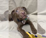 Small #5 Black Mouth Cur-Labrador Retriever Mix