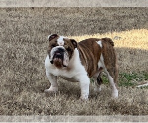 Father of the Bulldog puppies born on 02/24/2026