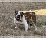Small Photo #1 Bulldog Puppy For Sale in PEACHLAND, NC, USA