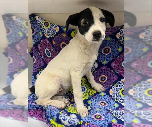Medium Photo #1 Mutt Puppy For Sale in HESPERIA, CA, USA