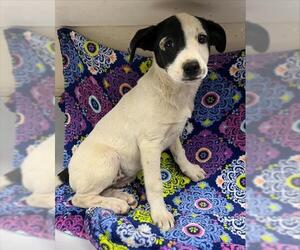 Mutt Dogs for adoption in HESPERIA, CA, USA