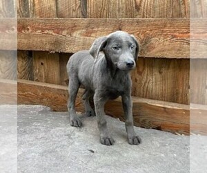 Labrador Retriever Puppy for sale in DRY RUN, PA, USA