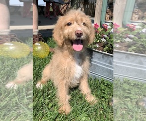 English Cream Golden Retriever-Poodle (Standard) Mix Puppy for sale in DEARBORN, MO, USA