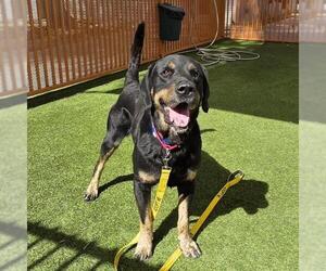 Labrador Retriever-Unknown Mix Dogs for adoption in Las Vegas, NV, USA