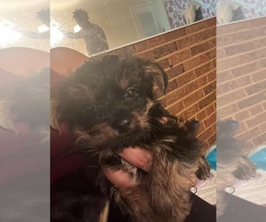 Mutt Puppy for sale in GREENSBORO, NC, USA