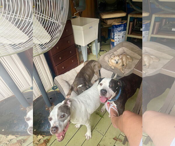 Medium Photo #14 Mutt Puppy For Sale in Mount Laurel, NJ, USA