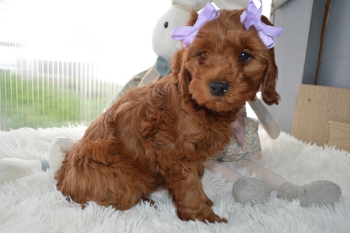 Medium Photo #3 Cavapoo Puppy For Sale in HONEY BROOK, PA, USA
