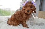 Small Photo #3 Cavapoo Puppy For Sale in HONEY BROOK, PA, USA