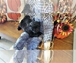 Small Photo #6 Poochon-Shih Tzu Mix Puppy For Sale in ABILENE, TX, USA
