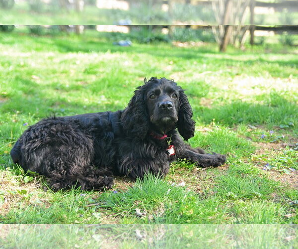 Medium Photo #4 Cocker Spaniel-Unknown Mix Puppy For Sale in Arlington, VA, USA