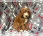 Small #1 Cavapoo