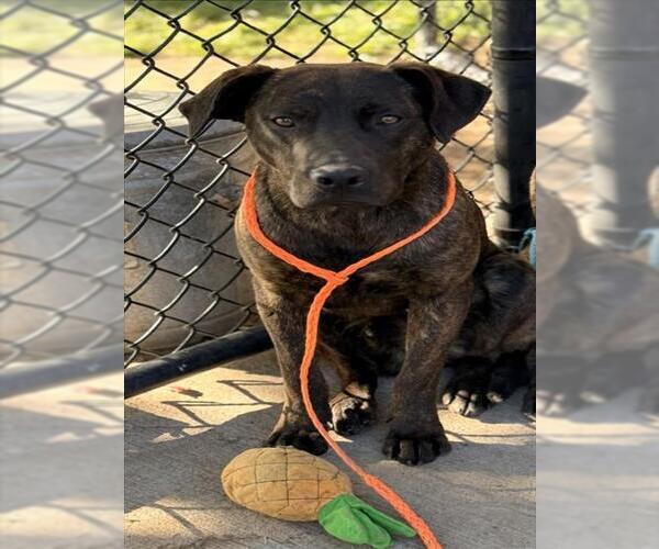 Medium Photo #1 Mutt Puppy For Sale in Tulsa, OK, USA