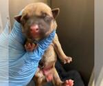 A613199 - Female Mutt Dog for Adoption - Small photo