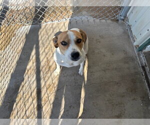Clementine - Female Coonhound-Unknown Mix Dog for Adoption - Photo #4