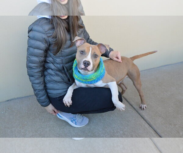 Medium Photo #2 American Pit Bull Terrier-Unknown Mix Puppy For Sale in McKinney, TX, USA