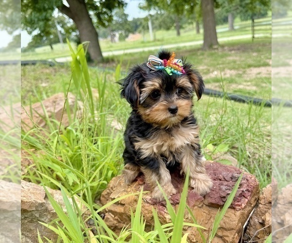 Medium Photo #3 Morkie Puppy For Sale in CASSVILLE, MO, USA