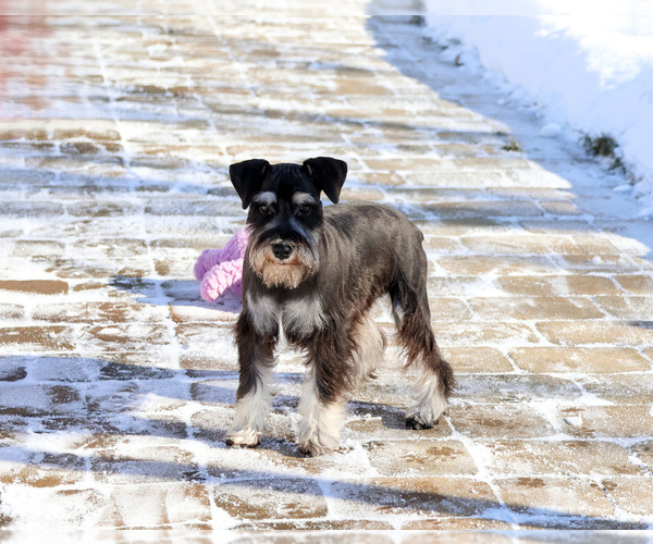 Medium Photo #3 Schnauzer (Miniature) Puppy For Sale in SYRACUSE, IN, USA