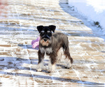 Small #2 Schnauzer (Miniature)