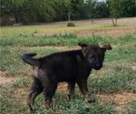 Small Photo #8 German Shepherd Dog Puppy For Sale in SUGAR LAND, TX, USA