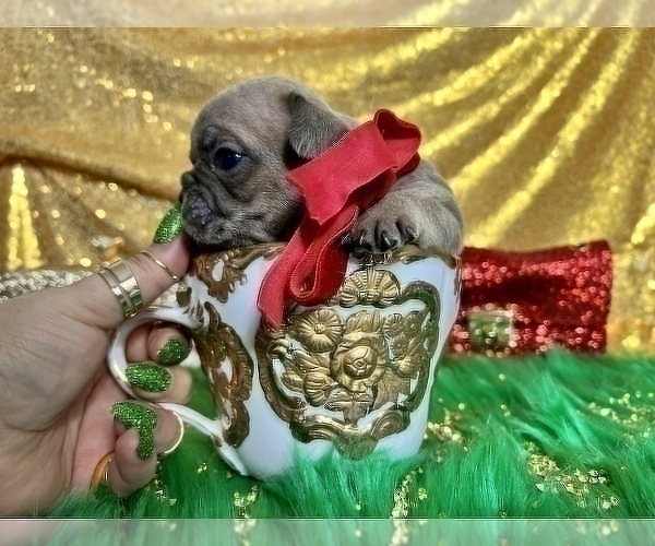Medium Photo #96 French Bulldog Puppy For Sale in HAYWARD, CA, USA